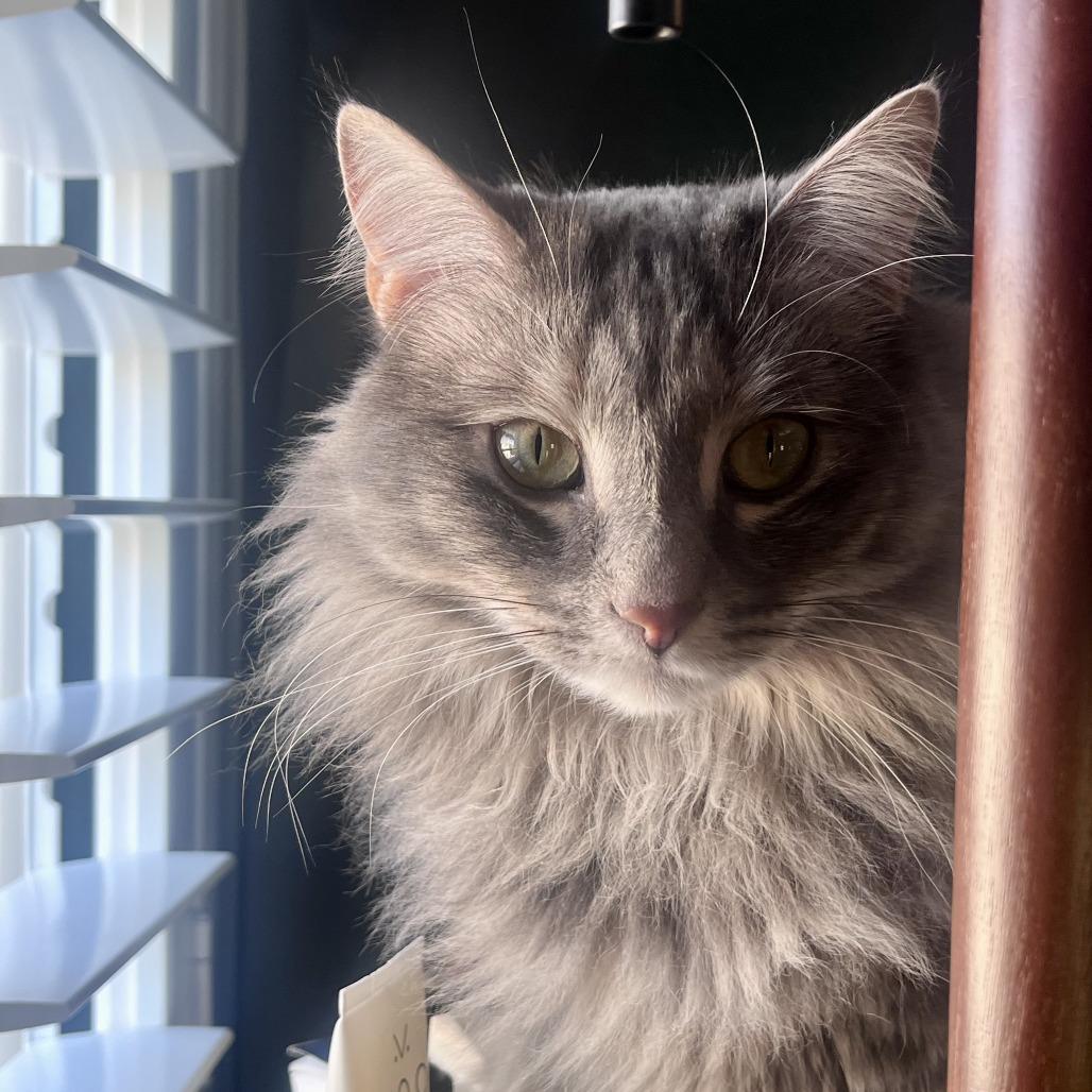 Enlarge Emilee (now Margot), a Adoptable Domestic Long Hair in Las Vegas, NV image 4/6