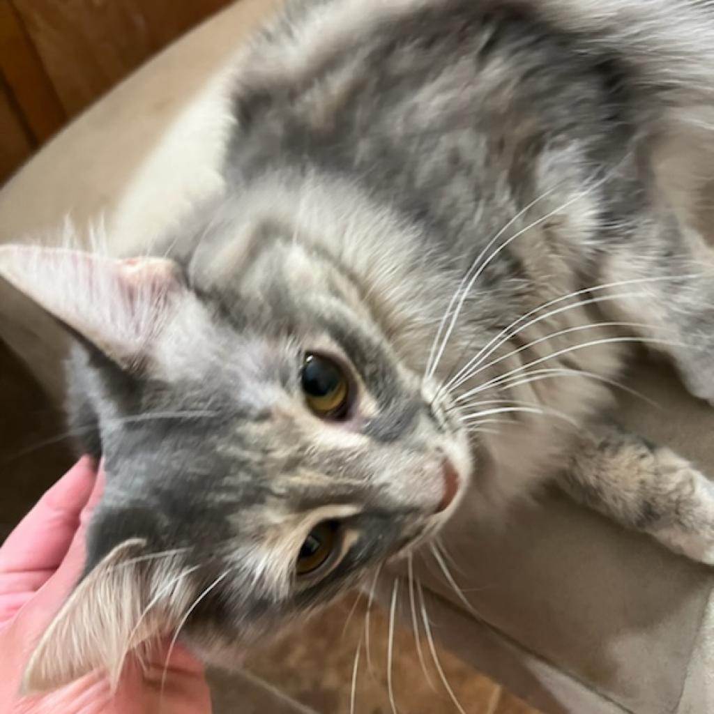 Enlarge Emilee (now Margot), a Adoptable Domestic Long Hair in Las Vegas, NV image 5/6