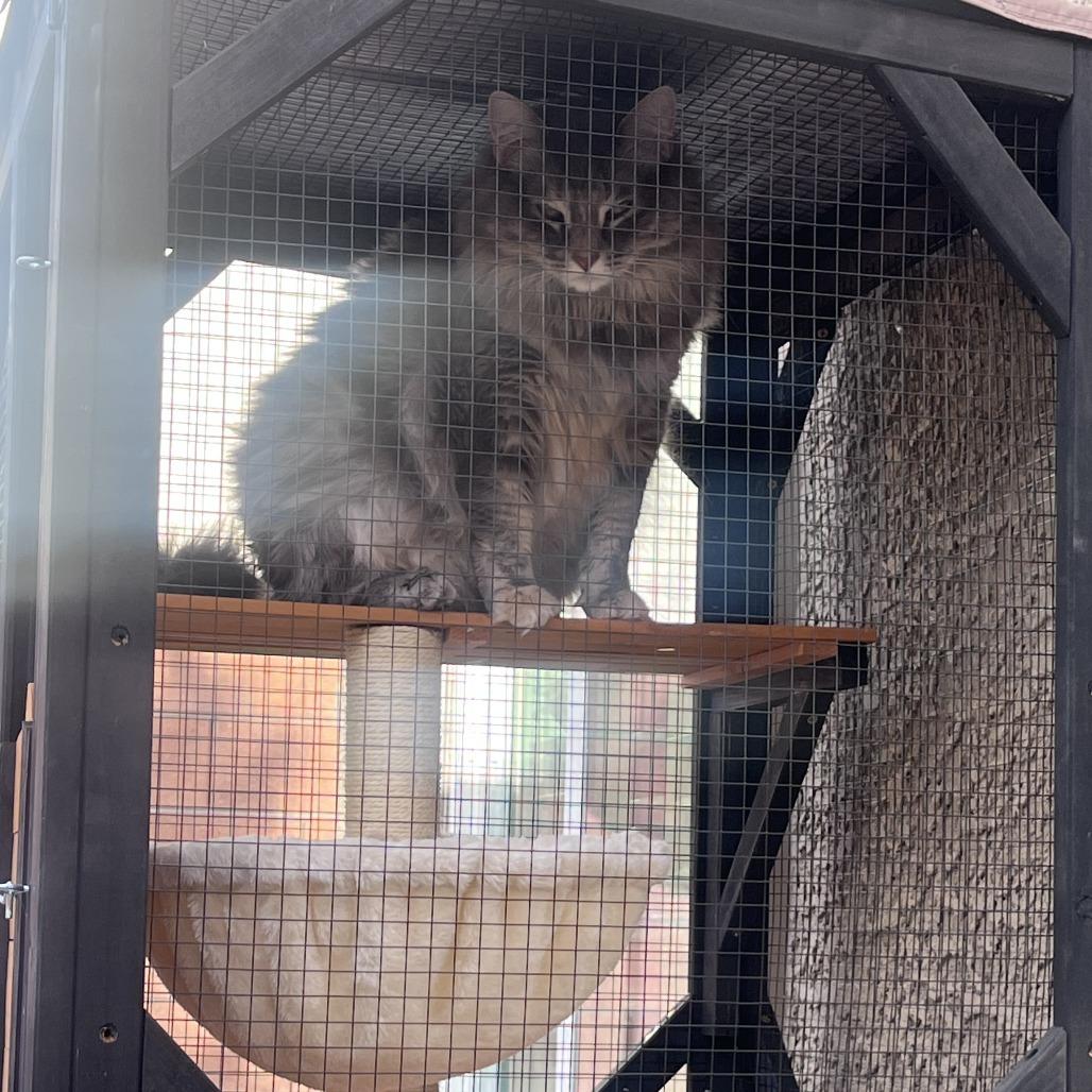 Enlarge Emilee (now Margot), a Adoptable Domestic Long Hair in Las Vegas, NV image 6/6