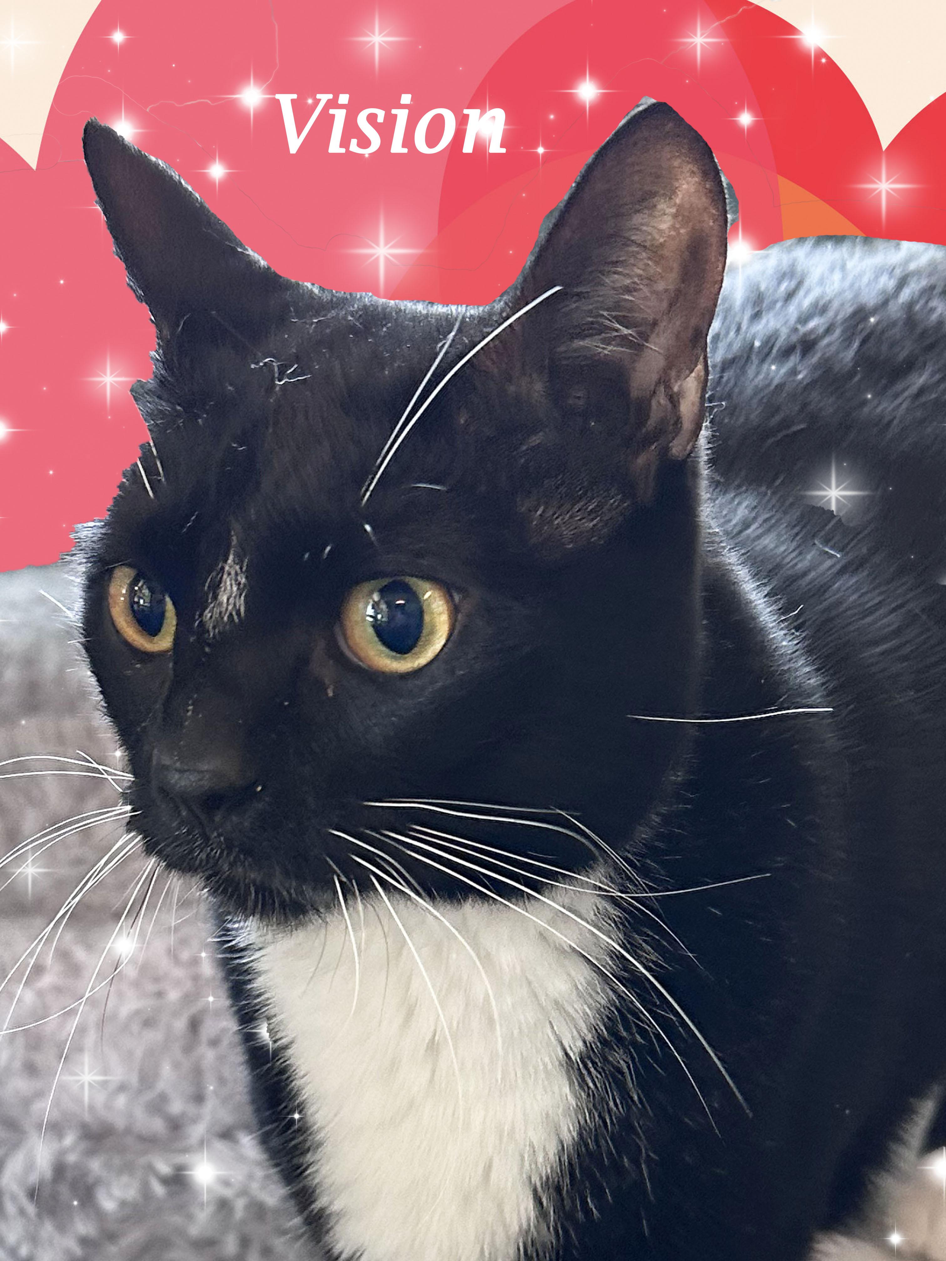 Enlarge VISION is "Marvel-ous!", a Adoptable Tuxedo in Monrovia, CA image 1/5