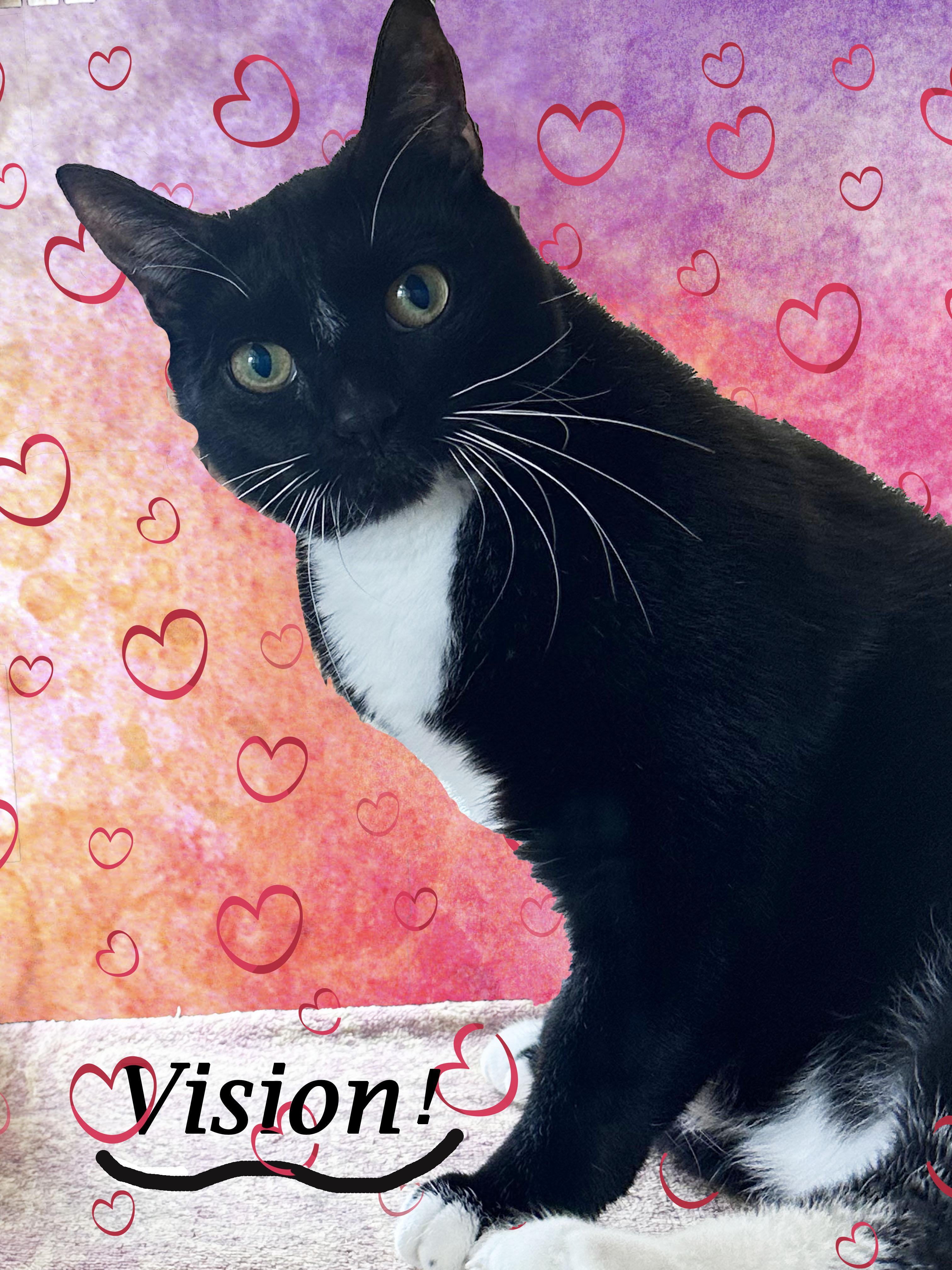 Enlarge VISION is "Marvel-ous!", a Adoptable Tuxedo in Monrovia, CA image 3/5