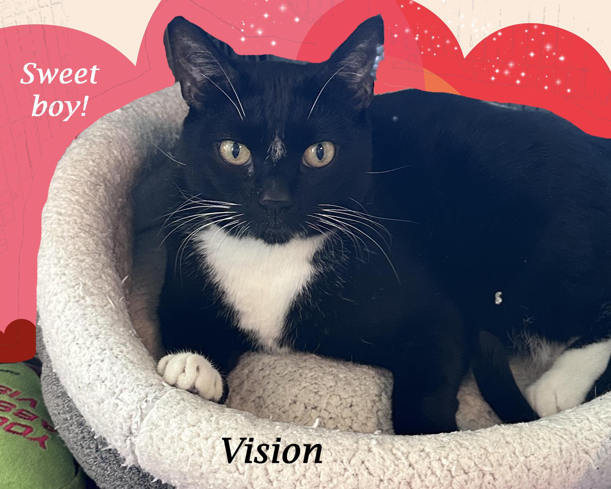 Enlarge VISION is "Marvel-ous!", a Adoptable Tuxedo in Monrovia, CA image 2/5