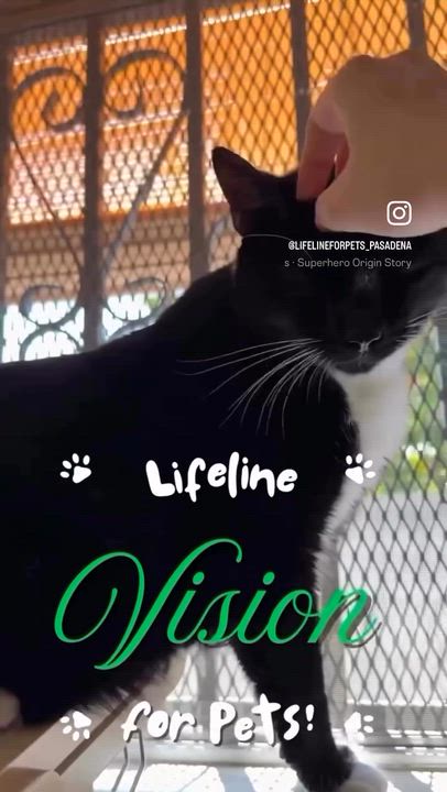 Enlarge VISION is "Marvel-ous!", a Adoptable Tuxedo in Monrovia, CA video 6/6