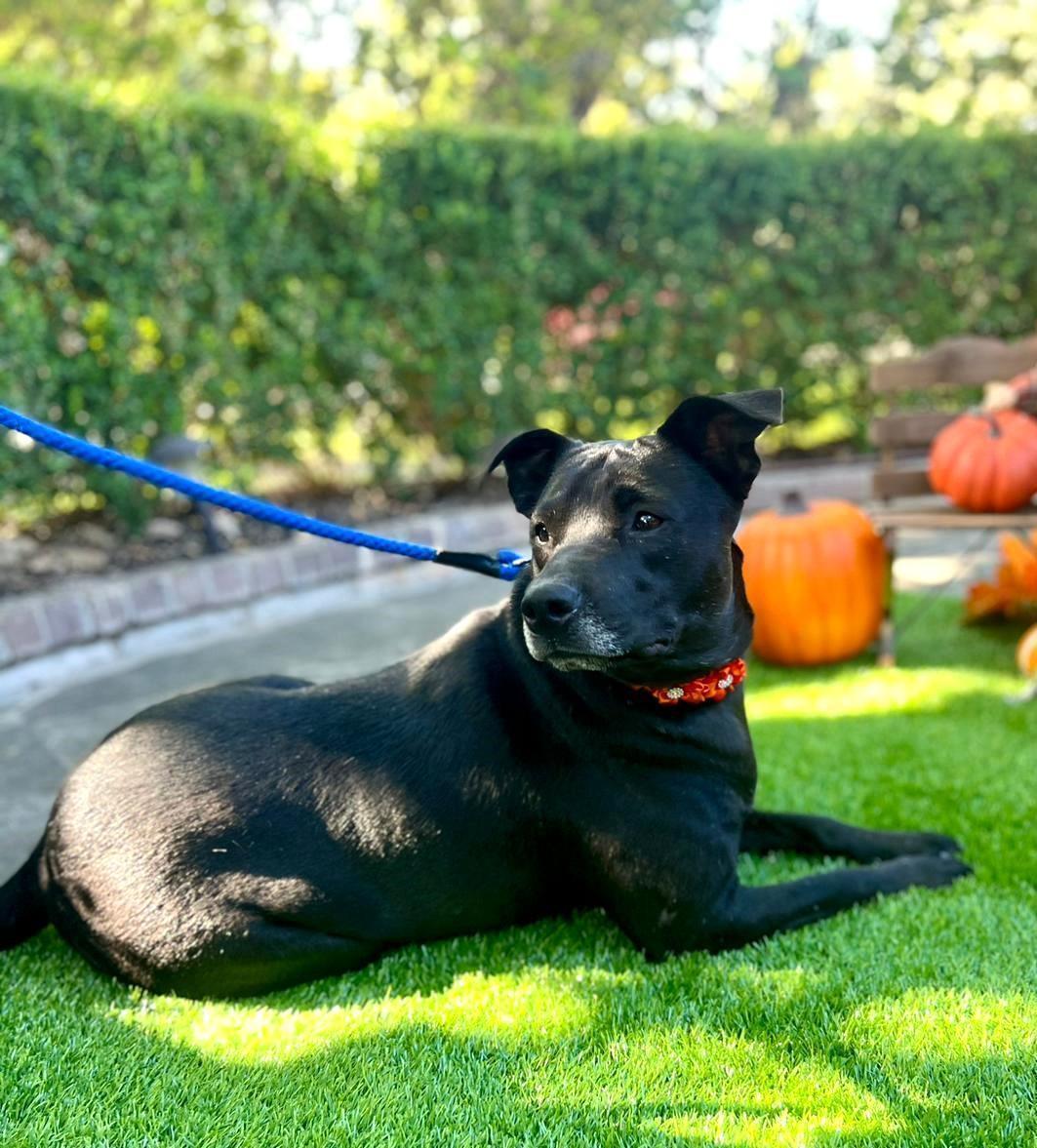 Joy, a ADOPTABLE mixed breed in Southport, CT image 2/6