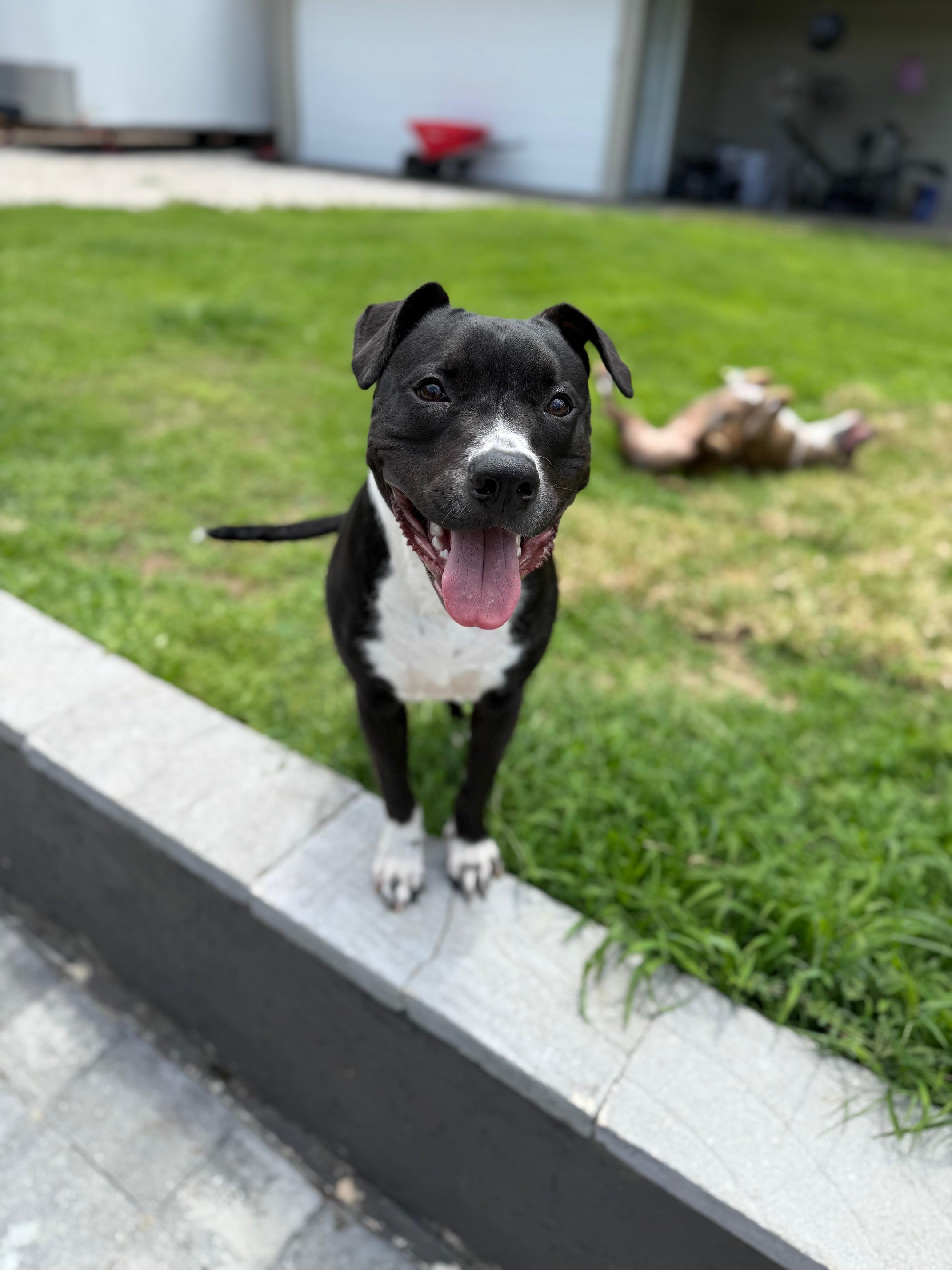 Enlarge Kobe, a Adoptable mixed breed in Shalimar, FL image 1/5