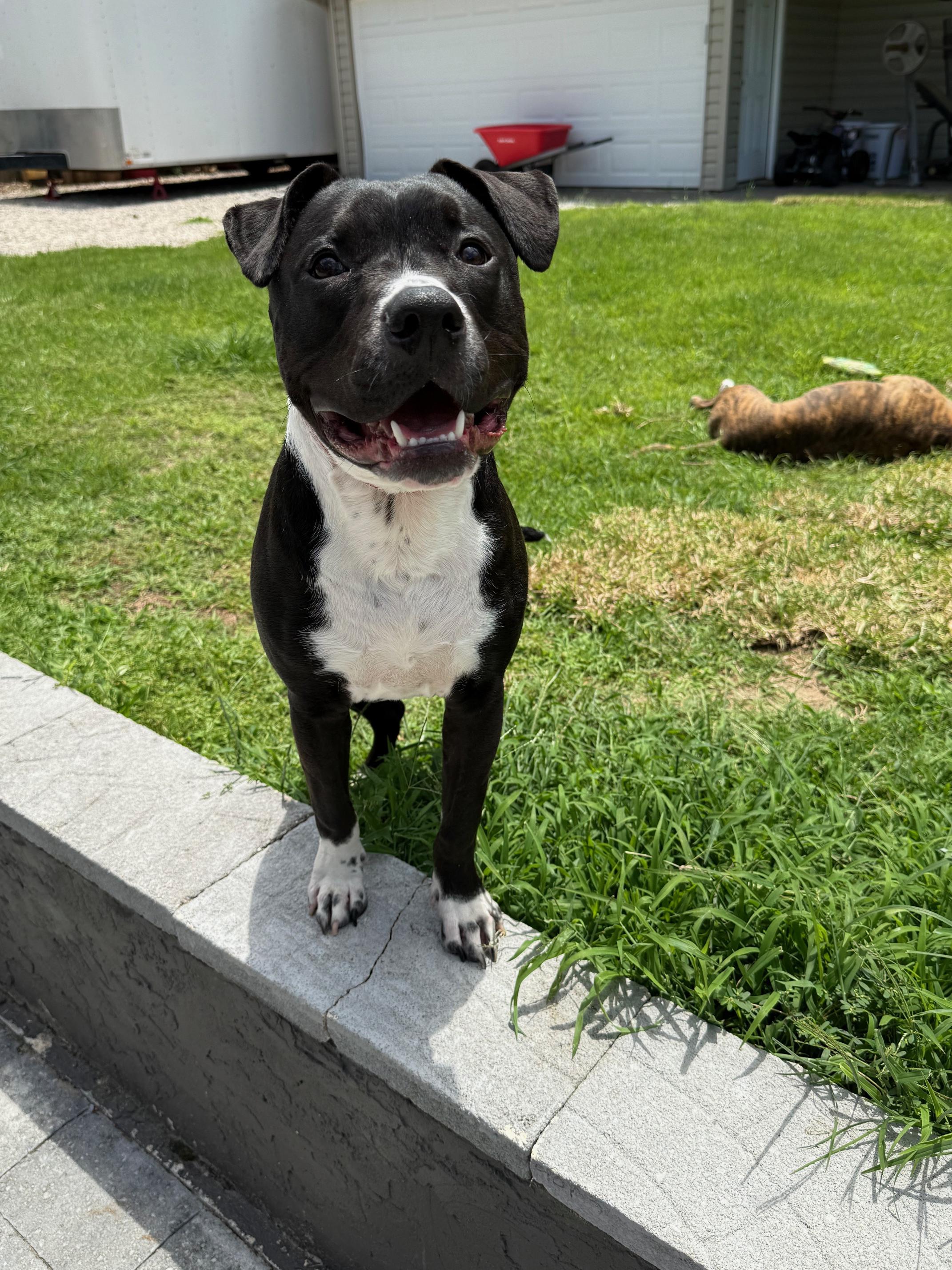 Enlarge Kobe, a Adoptable mixed breed in Shalimar, FL image 2/5