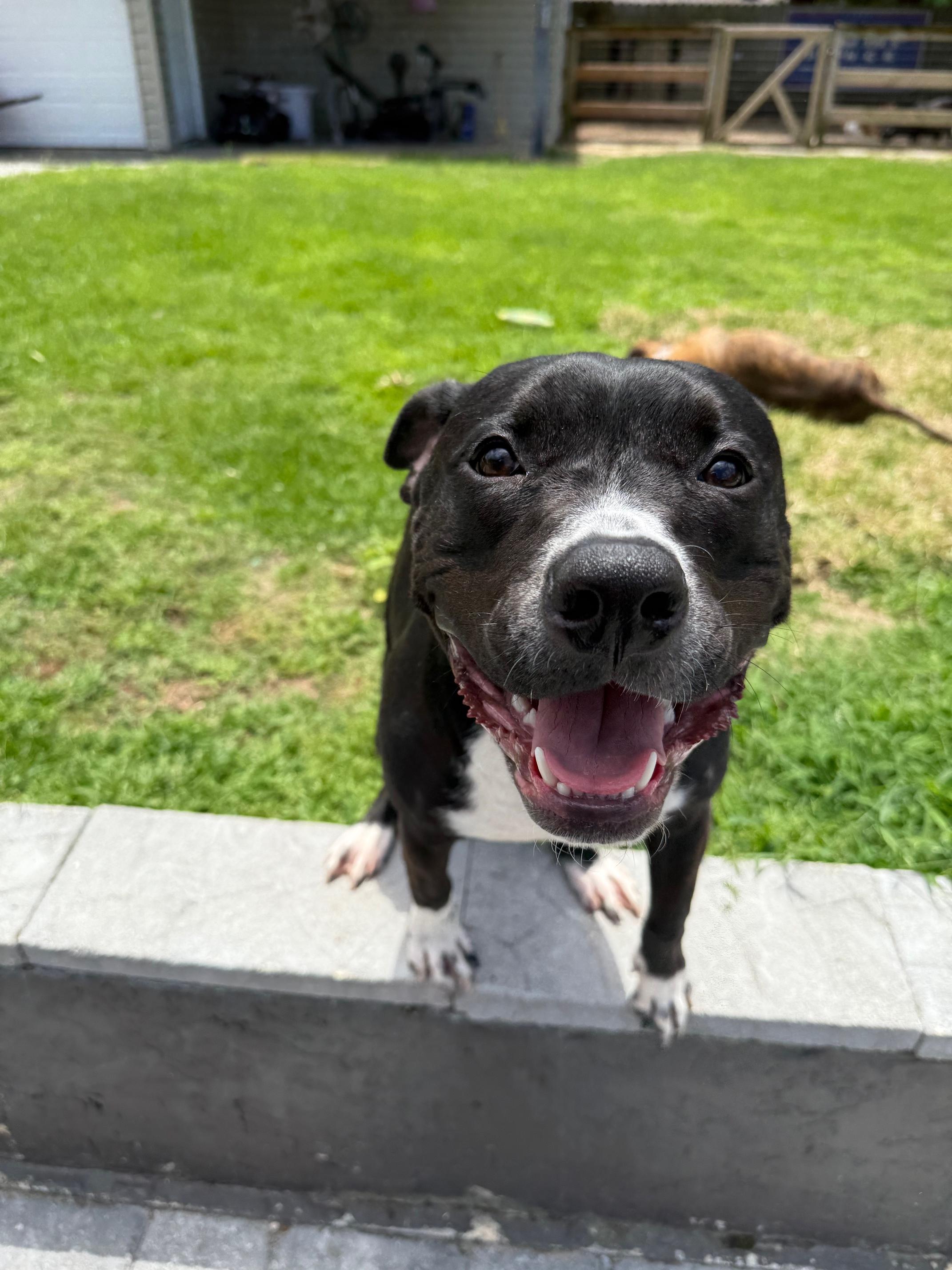 Enlarge Kobe, a Adoptable mixed breed in Shalimar, FL image 3/5