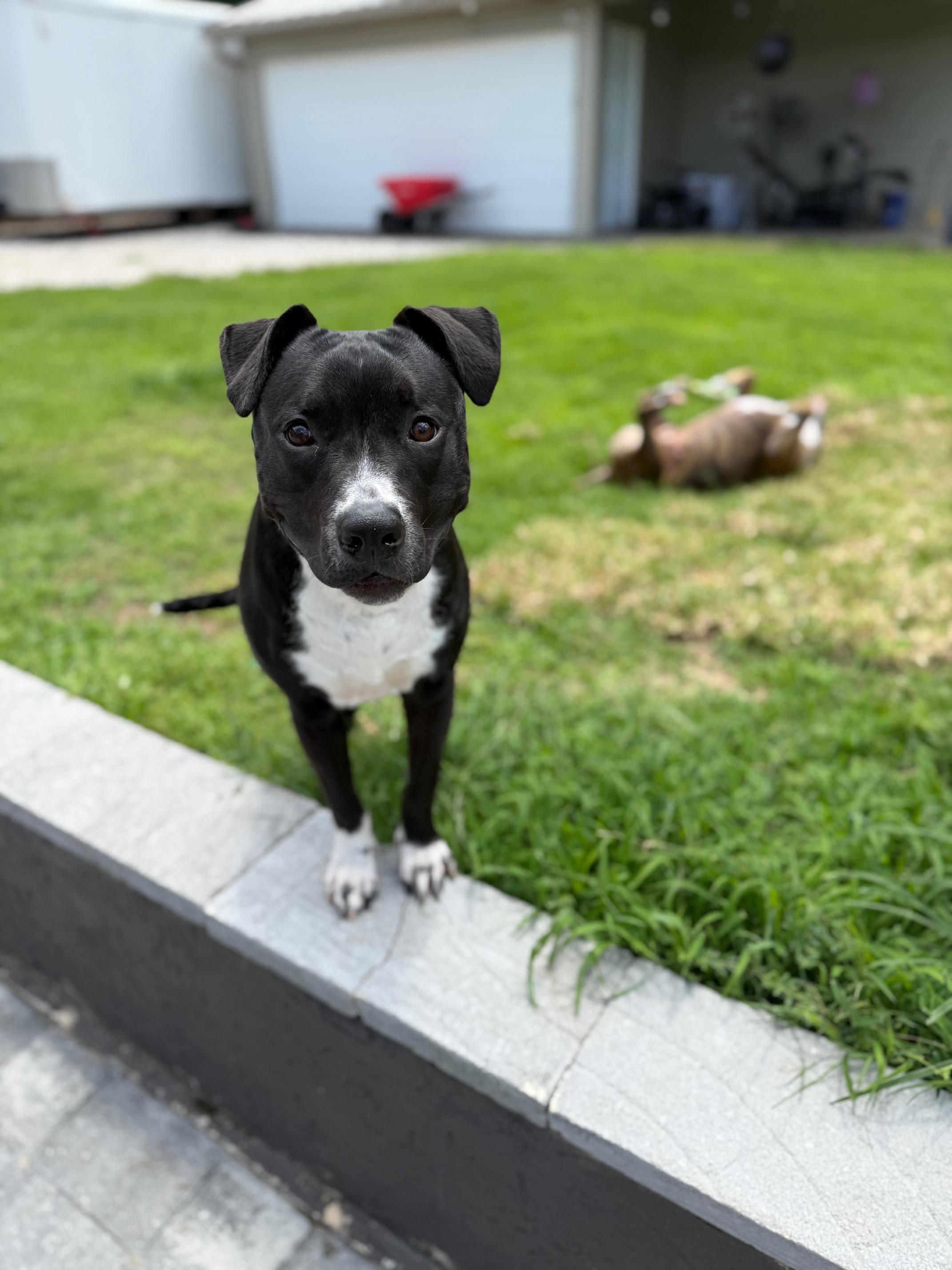 Enlarge Kobe, a Adoptable mixed breed in Shalimar, FL image 4/5