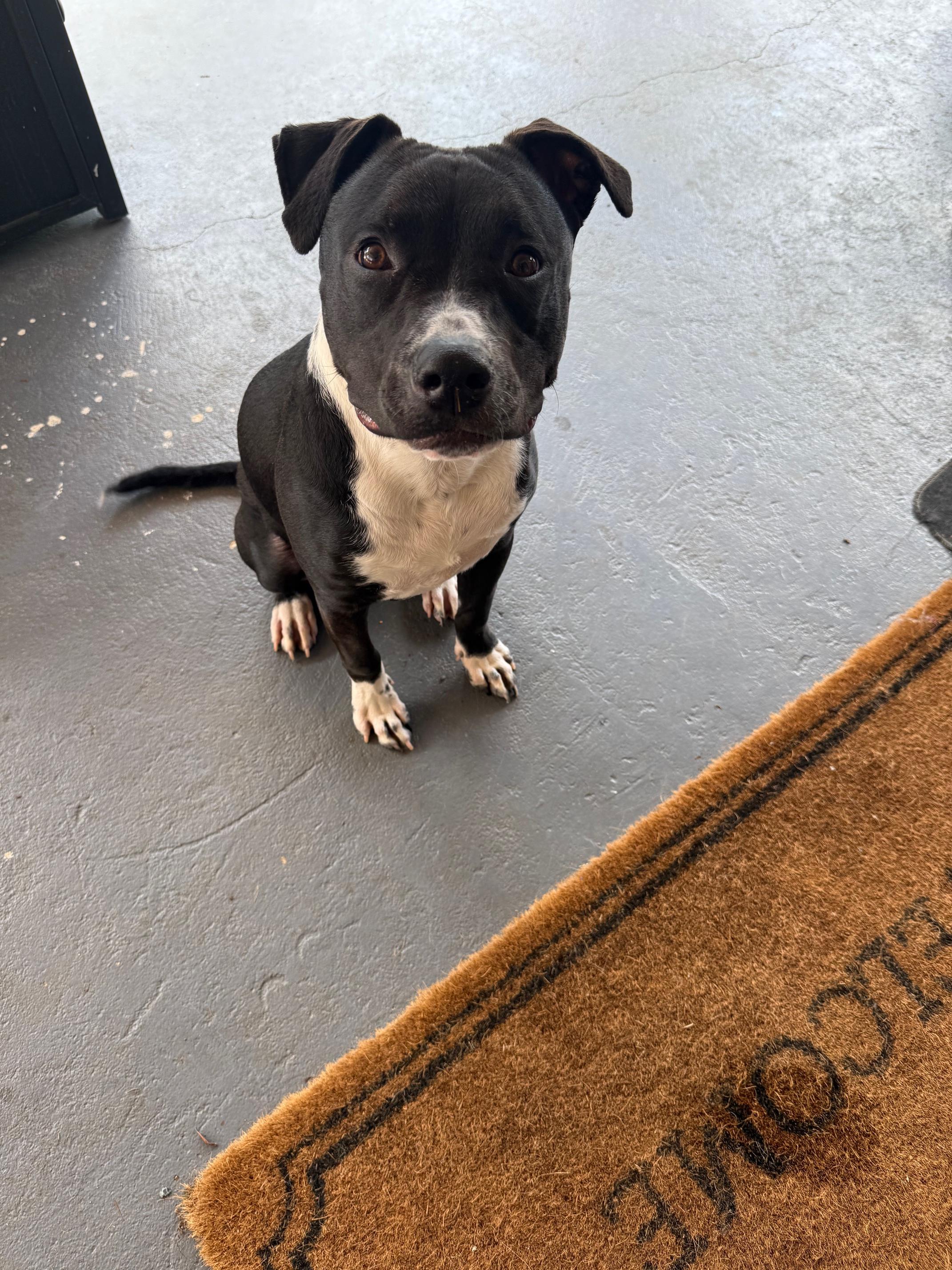 Enlarge Kobe, a Adoptable mixed breed in Shalimar, FL image 5/5