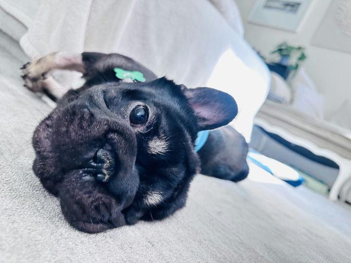 Barnaby, an adopted French Bulldog in Los Angeles, CA image 3/6