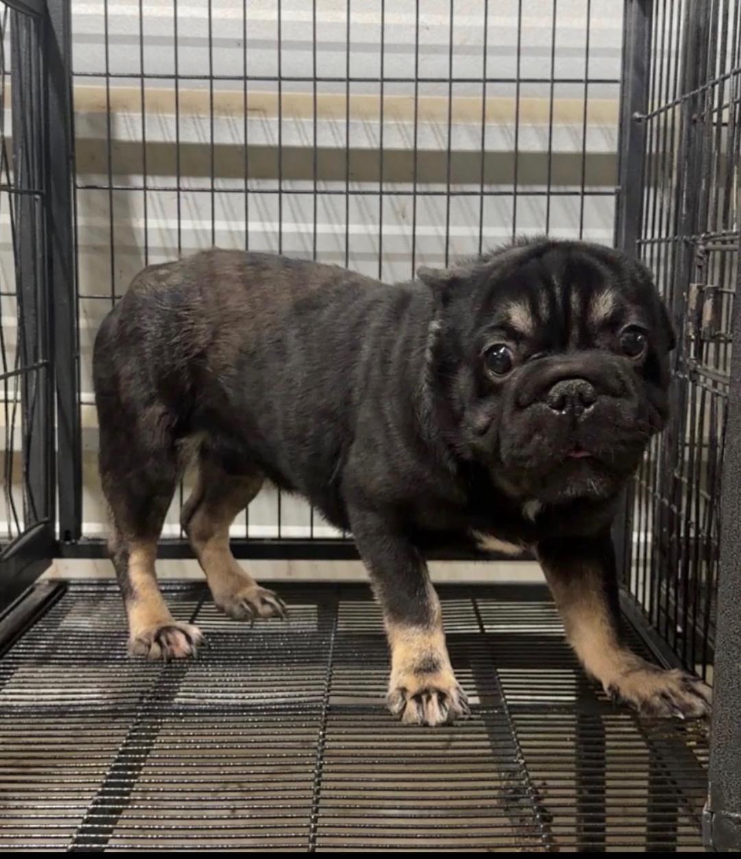 Barnaby, an adopted French Bulldog in Los Angeles, CA image 2/6