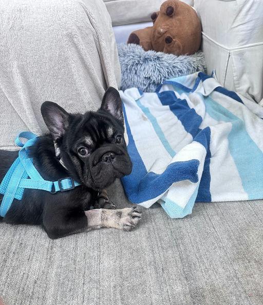 Barnaby, an adopted French Bulldog in Los Angeles, CA image 4/6