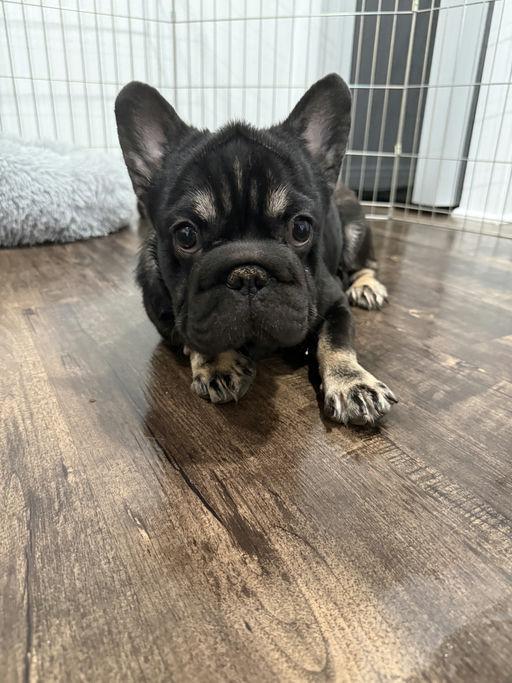 Barnaby, adopted, Young Male French Bulldog.