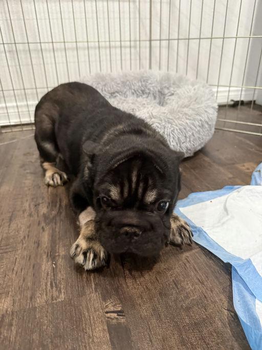 Barnaby, an adopted French Bulldog in Los Angeles, CA image 5/6