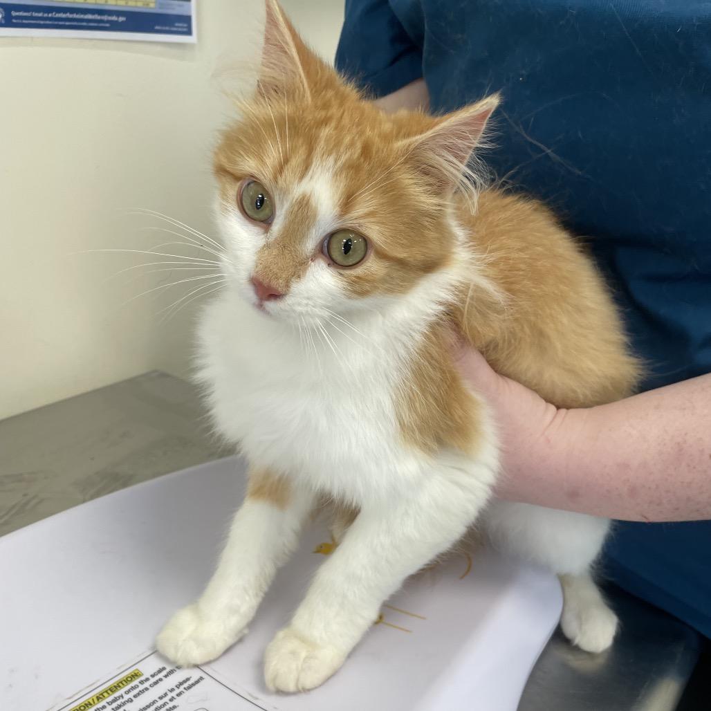 Enlarge Milky Way, a Adoptable mixed breed in Galax, VA image 1/1