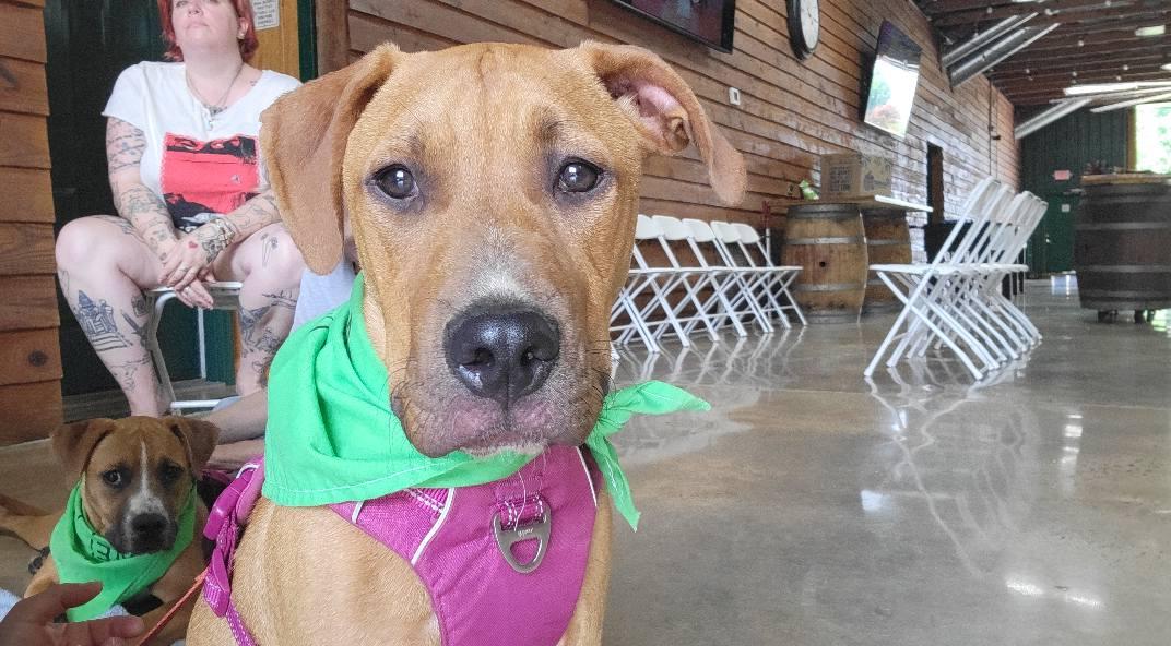 Enlarge Dizzy, a Adopted mixed breed in Burlington, NC image 2/3