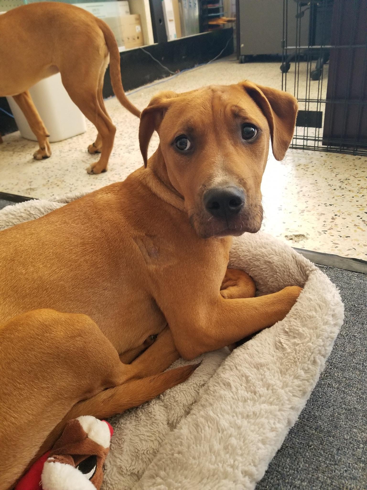 Enlarge Dizzy, a Adopted mixed breed in Burlington, NC image 3/3
