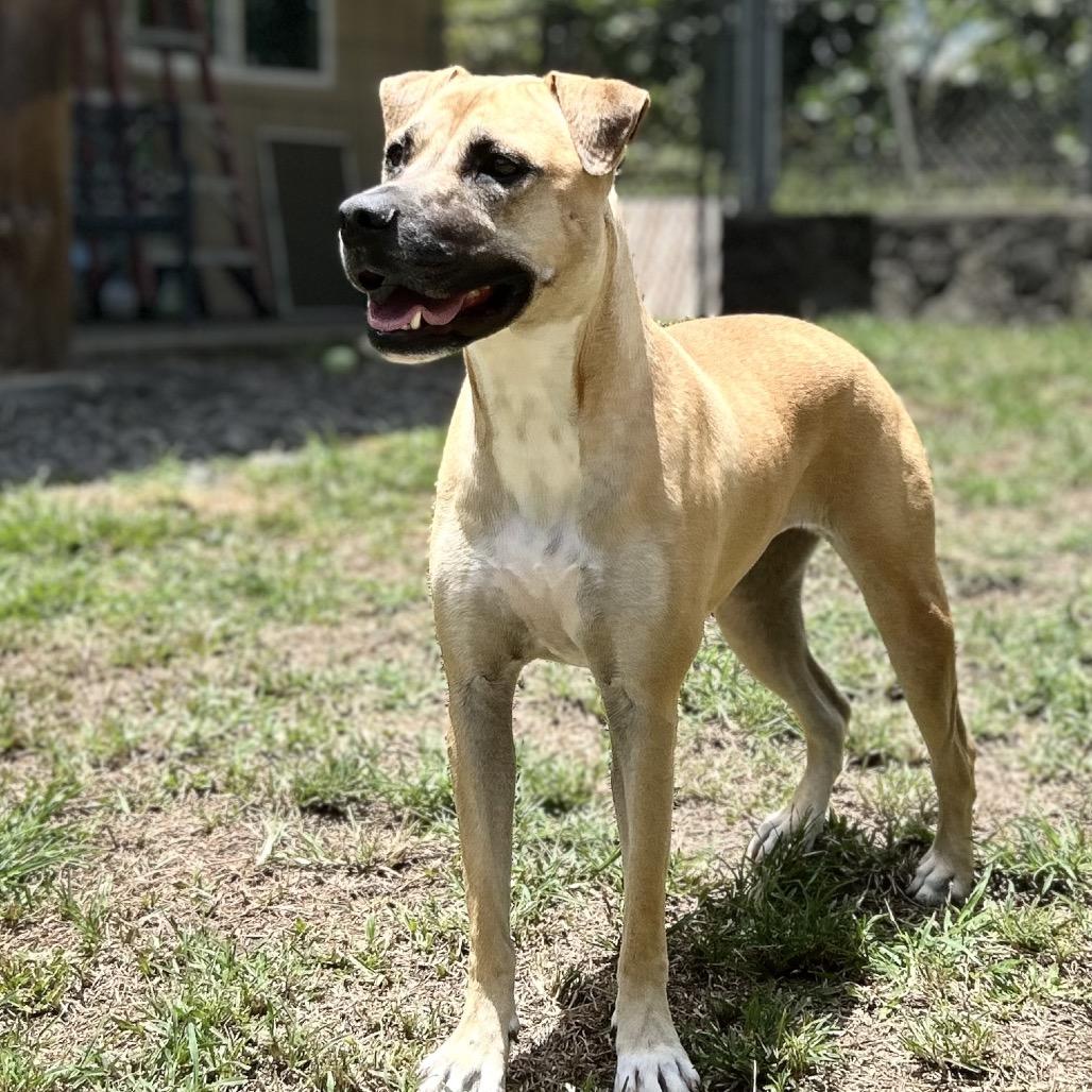 Enlarge Aretha, a Adoptable Mixed Breed in Keaau, HI image 1/6
