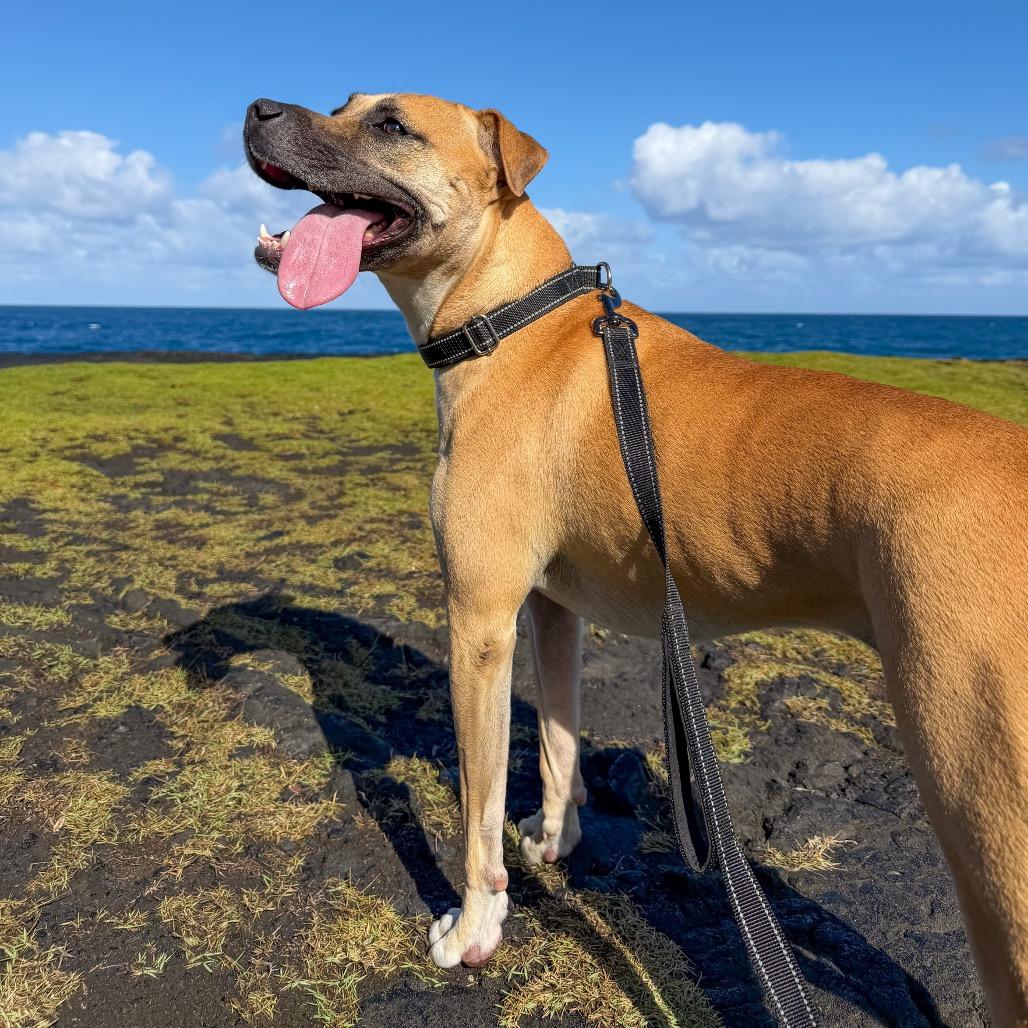 Aretha, a Adoptable Mixed Breed in Keaau, HI image 1/6