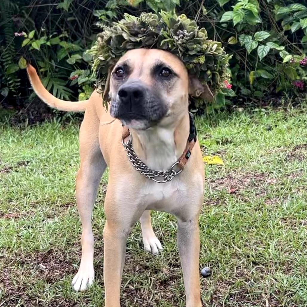 Aretha, a Adoptable Mixed Breed in Keaau, HI image 2/6