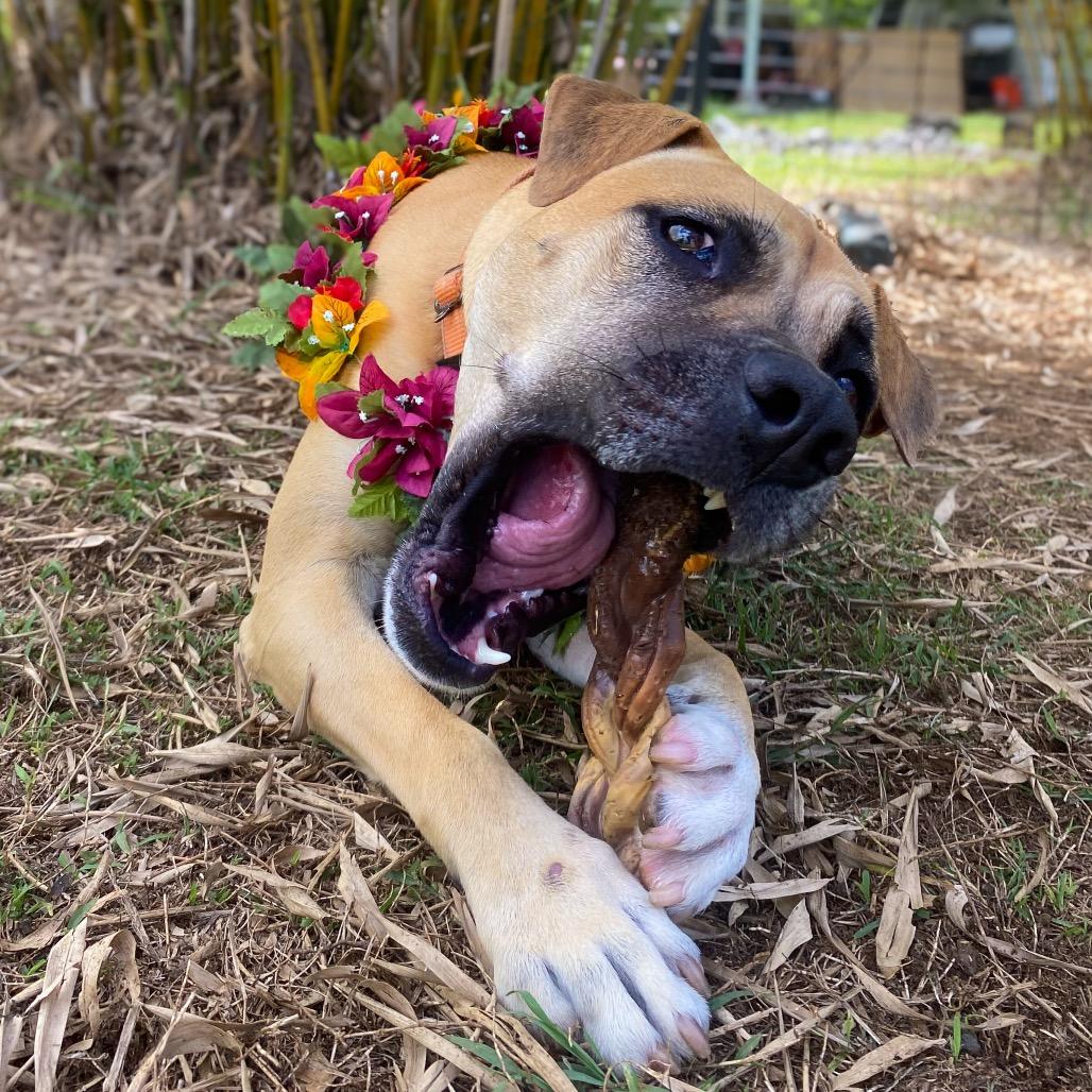 Enlarge Aretha, a Adoptable Mixed Breed in Keaau, HI image 2/6
