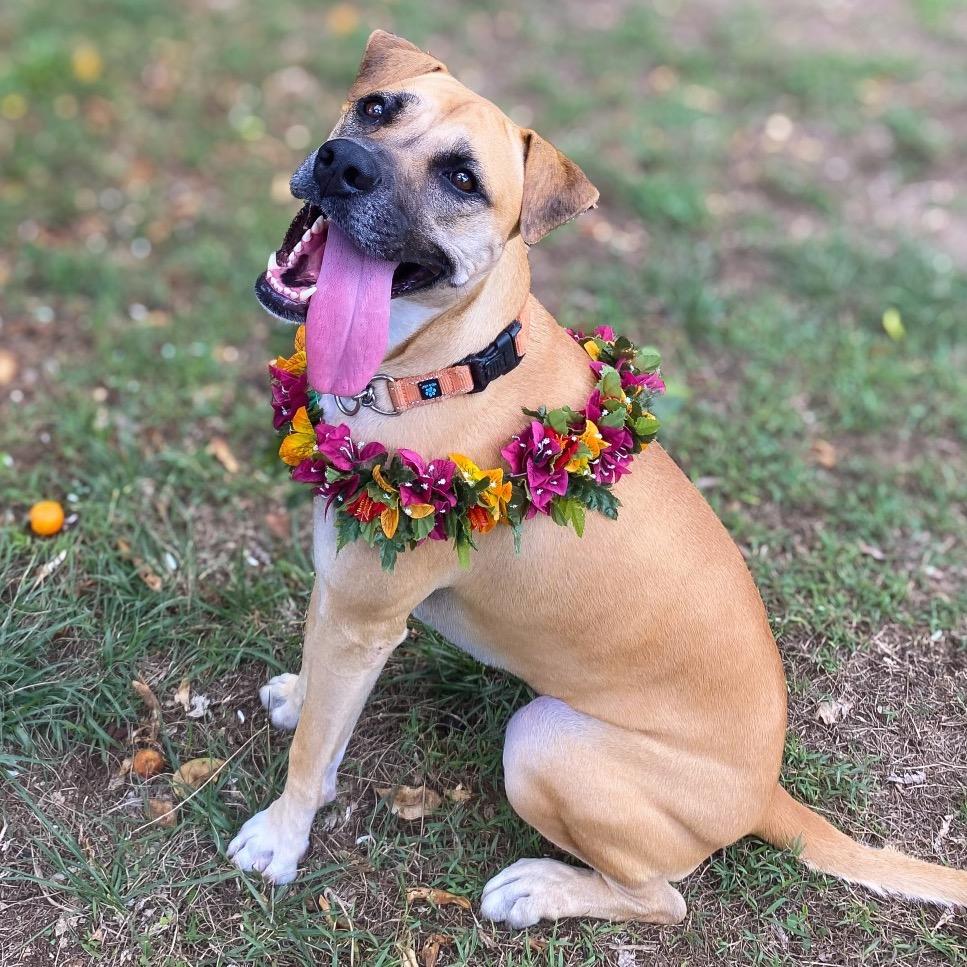 Enlarge Aretha, a Adoptable Mixed Breed in Keaau, HI image 3/6
