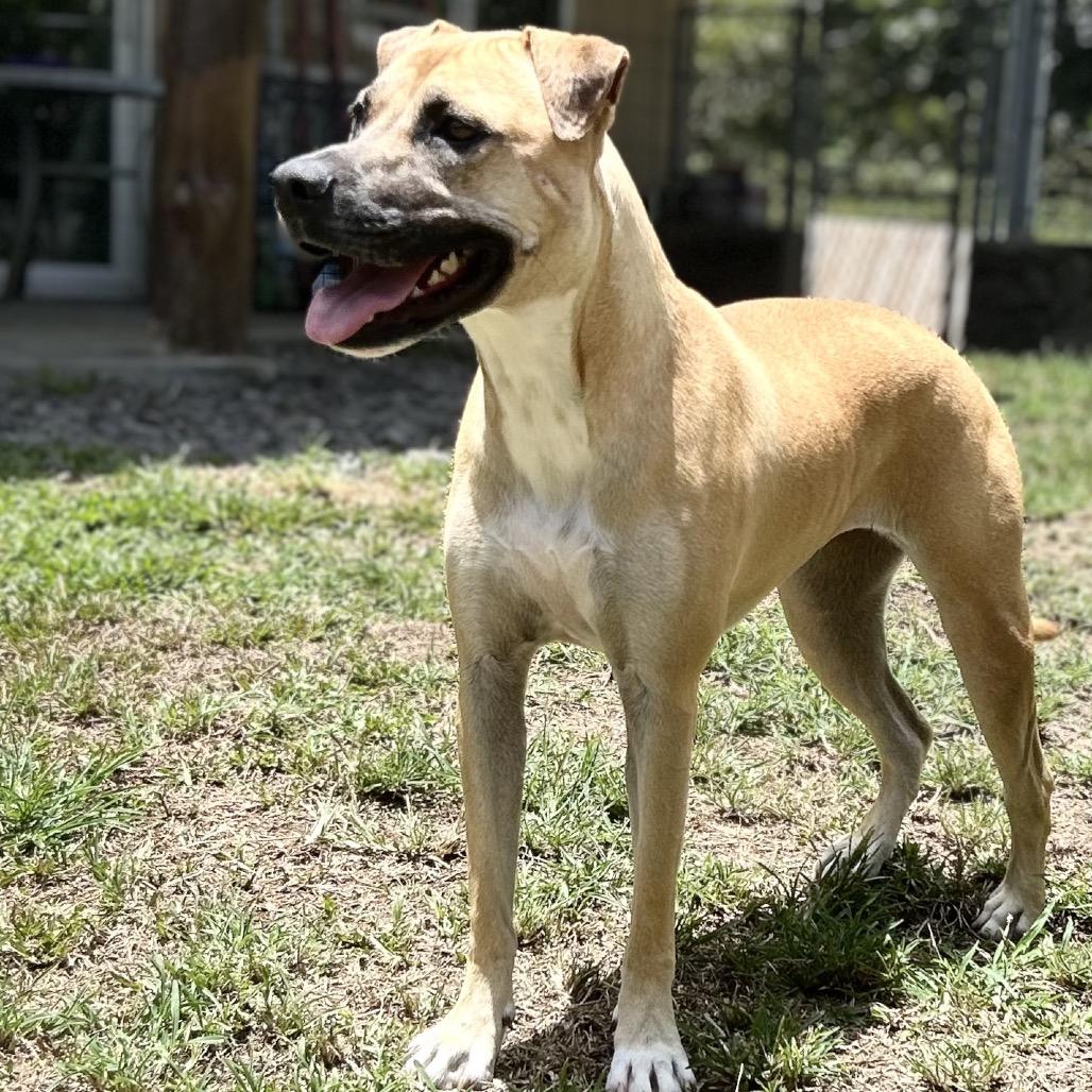 Enlarge Aretha, a Adoptable Mixed Breed in Keaau, HI image 4/6