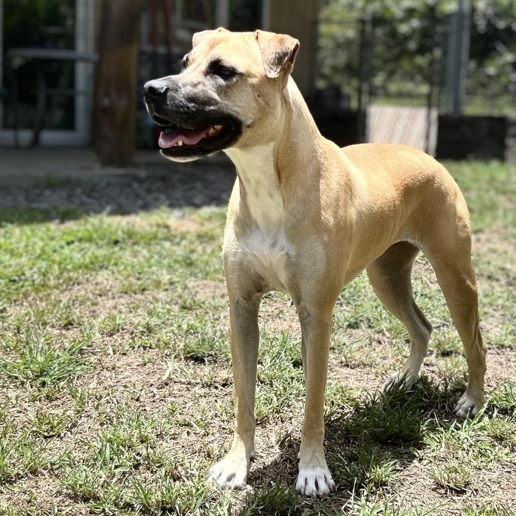 Enlarge Aretha, a Adoptable Mixed Breed in Keaau, HI image 5/6