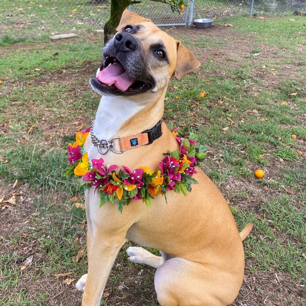 Enlarge Aretha, a Adoptable Mixed Breed in Keaau, HI image 6/6