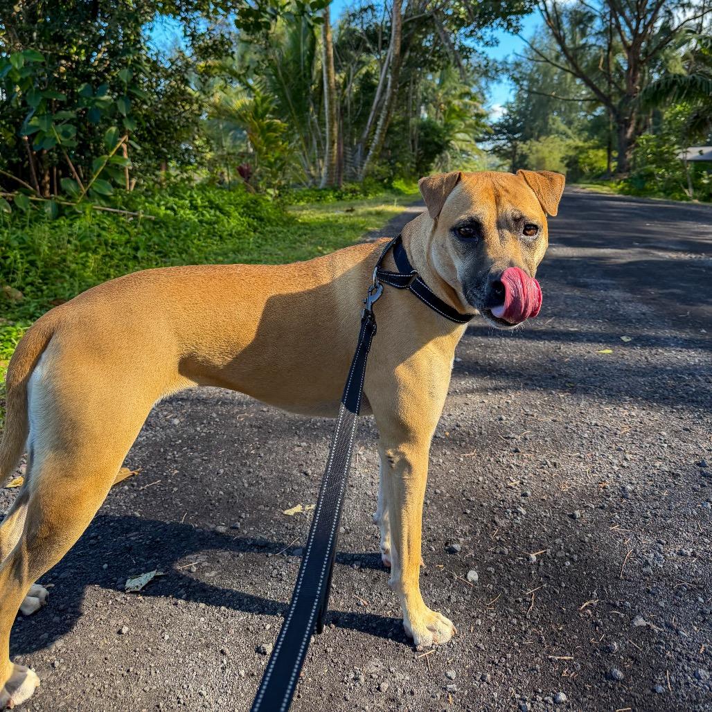 Aretha, a Adoptable Mixed Breed in Keaau, HI image 6/6
