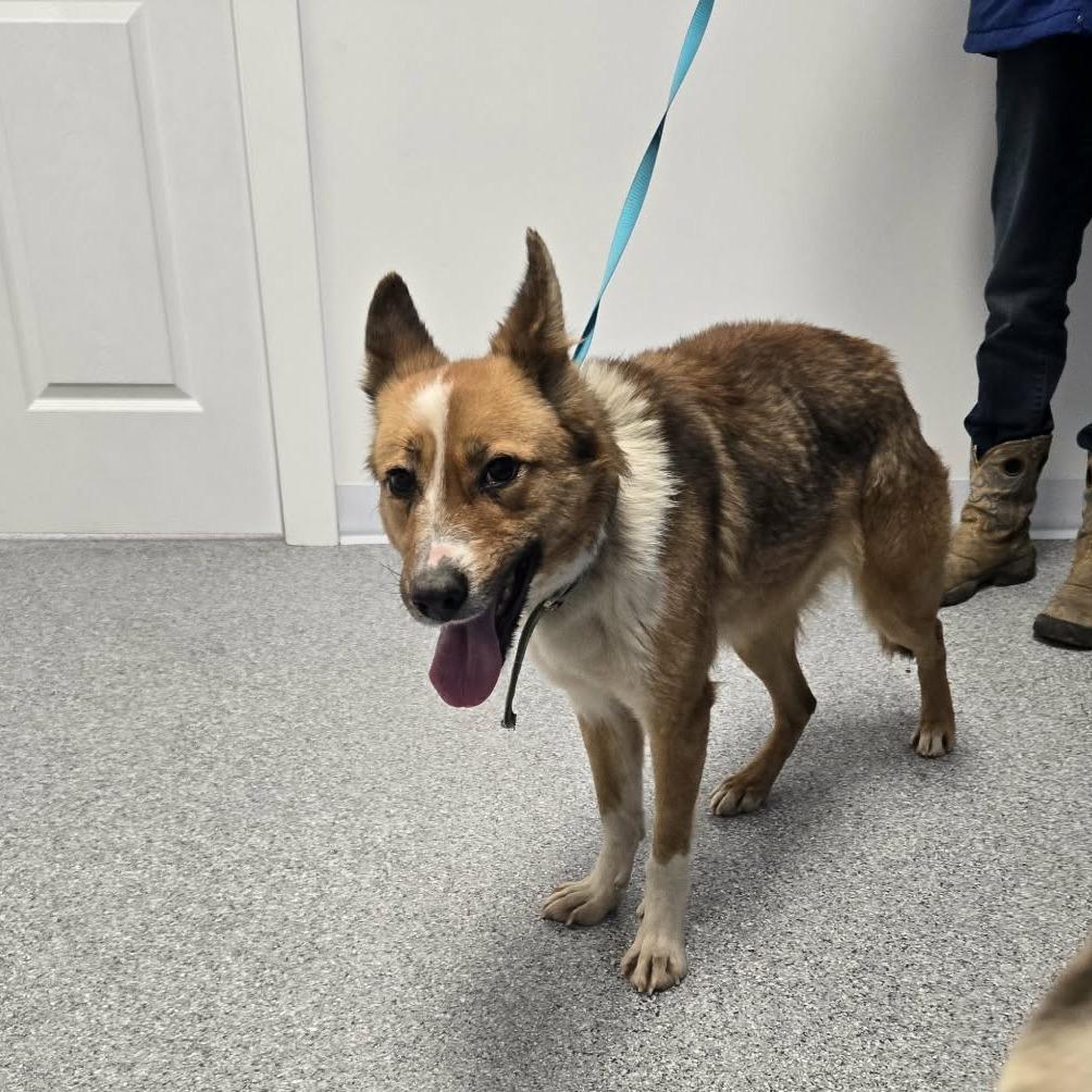 Enlarge Junebug, a Adoptable mixed breed in Gordonsville, TN image 1/3