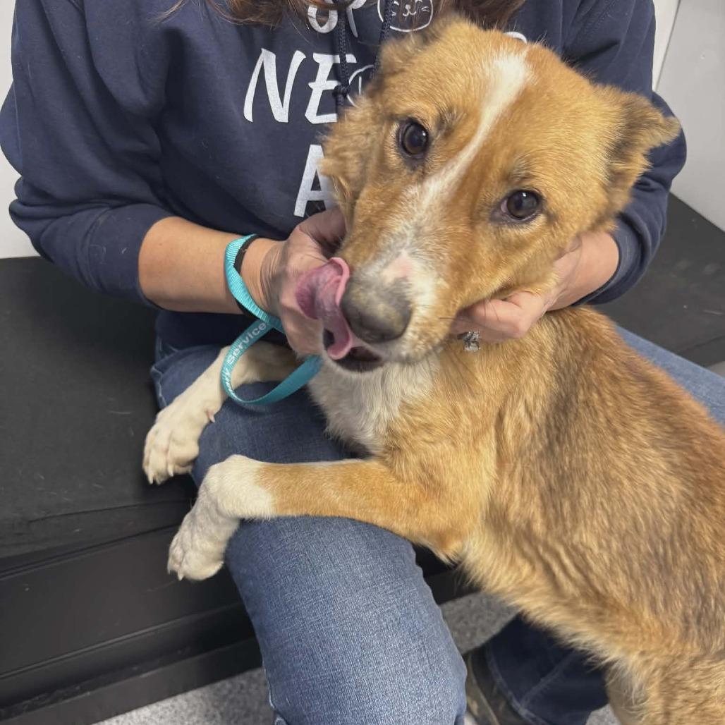 Enlarge Junebug, a Adoptable mixed breed in Gordonsville, TN image 2/3