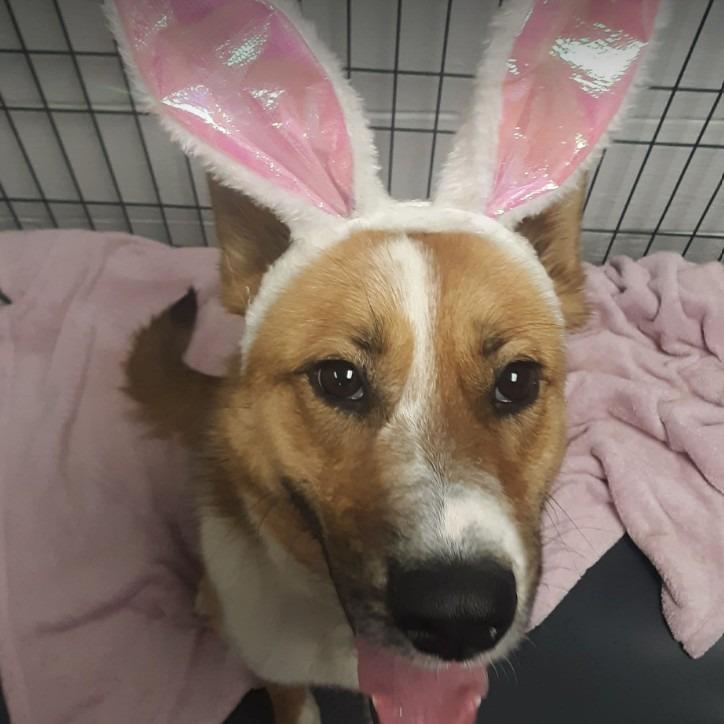 Enlarge Junebug, a Adoptable mixed breed in Gordonsville, TN image 3/5