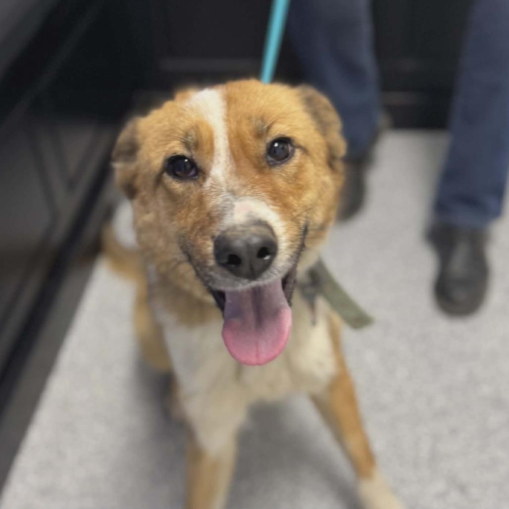 Enlarge Junebug, a Adoptable mixed breed in Gordonsville, TN image 3/3