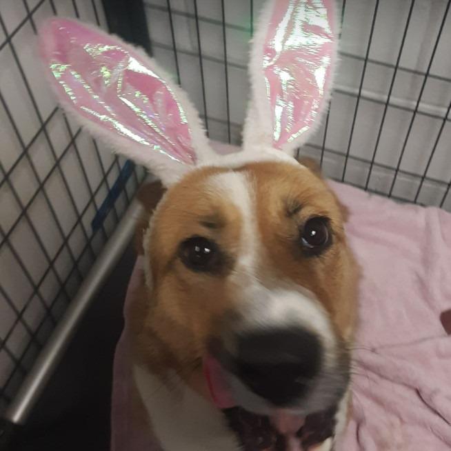 Enlarge Junebug, a Adoptable mixed breed in Gordonsville, TN image 5/5