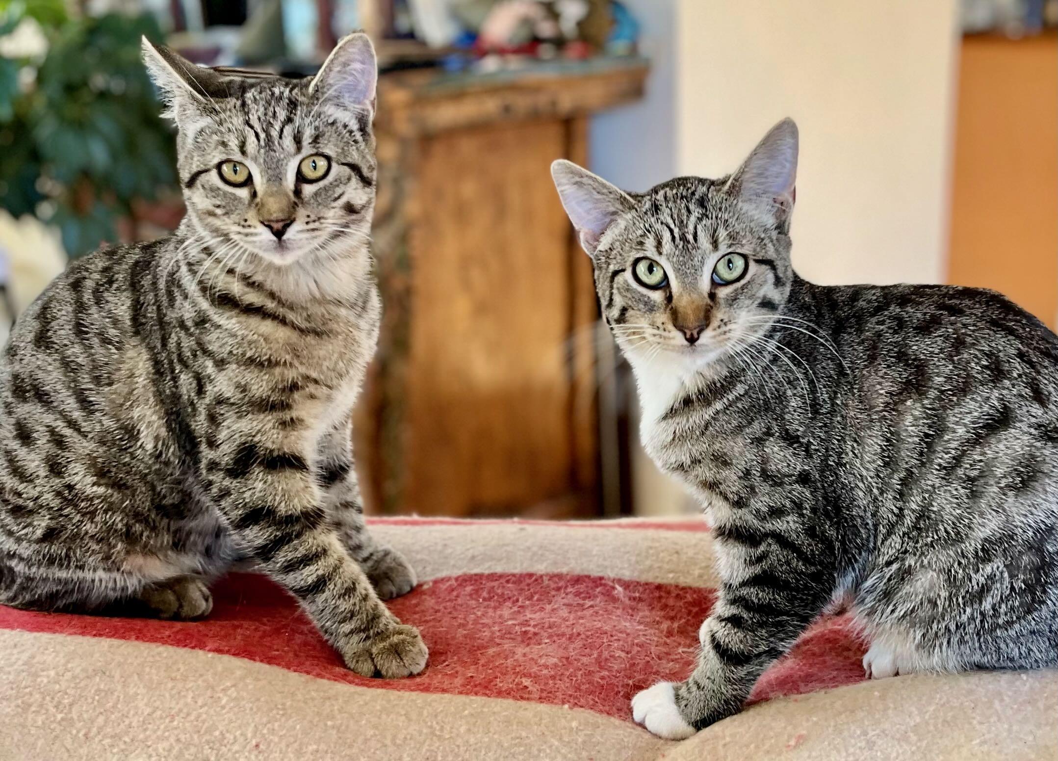 Enlarge Lily & Cloud, a Adoptable Tabby in Portland, OR image 1/6