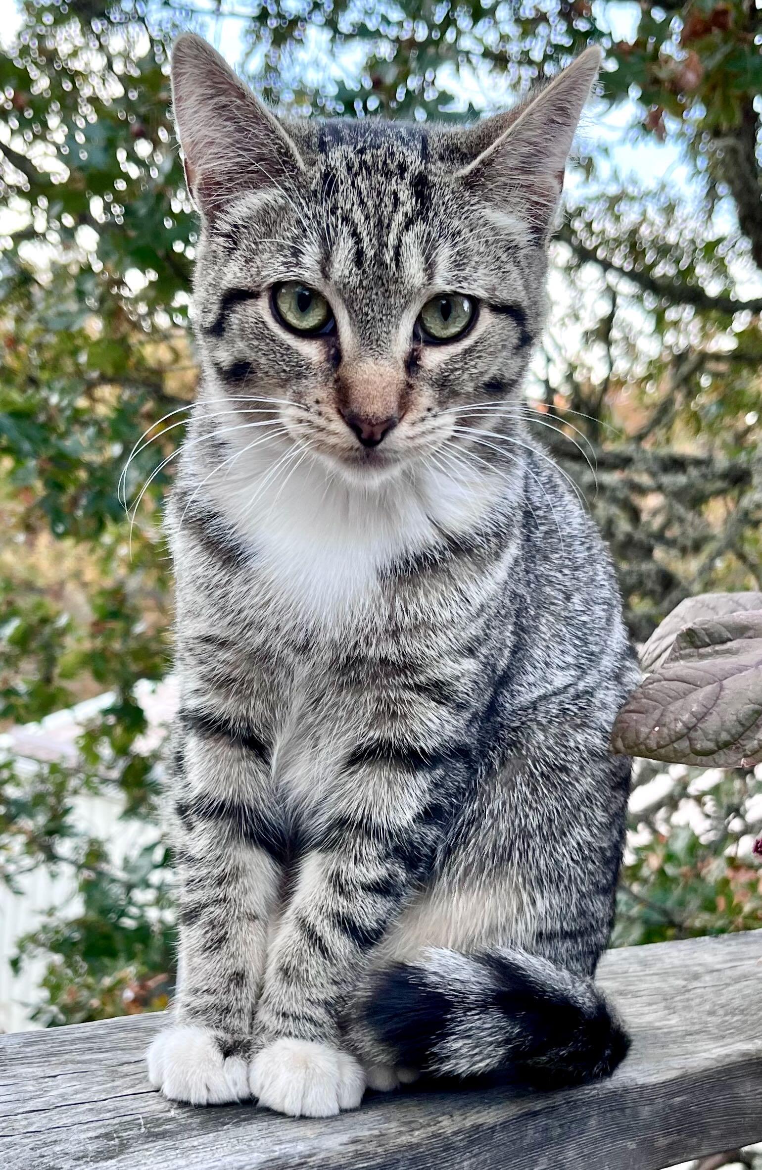 Enlarge Lily & Cloud, a Adoptable Tabby in Portland, OR image 2/6