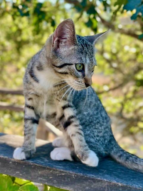 Enlarge Lily & Cloud, a Adoptable Tabby in Portland, OR image 2/6