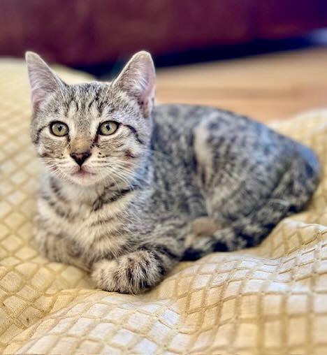 Enlarge Lily & Cloud, a Adoptable Tabby in Portland, OR image 3/6