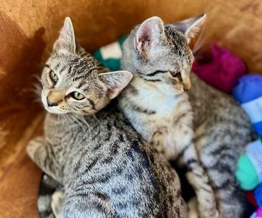 Lily & Cloud, Adoptable, Kitten Female Tabby.