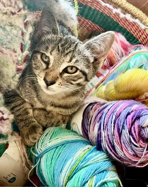 Enlarge Lily & Cloud, a Adoptable Tabby in Portland, OR image 5/6