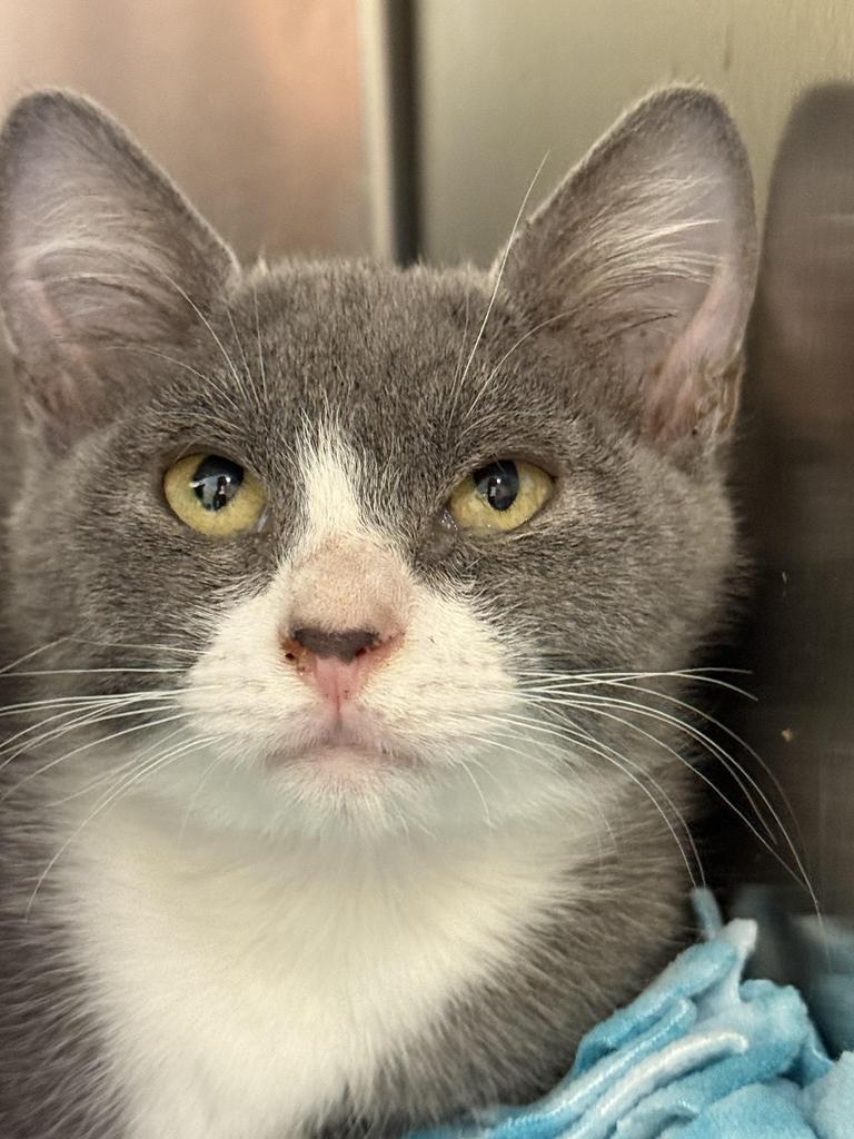 Enlarge Greyson, a Adoptable mixed breed in Ontario, OR image 1/1