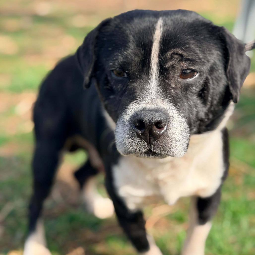 Aldean- $90 Adoption Fee!, Adoptable, Senior Male Mixed Breed.