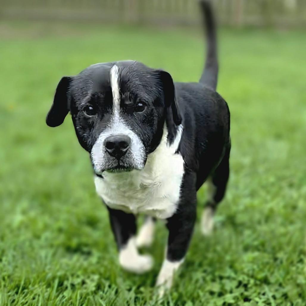 Enlarge Aldean- $90 Adoption Fee!, a Adoptable Mixed Breed in Cincinnati, OH image 2/4