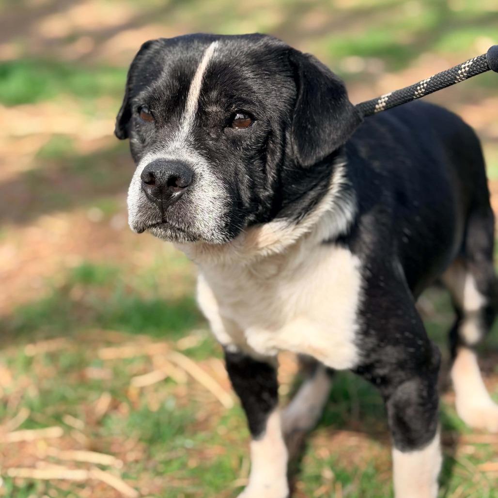 Enlarge Aldean- $90 Adoption Fee!, a Adoptable Mixed Breed in Cincinnati, OH image 3/4