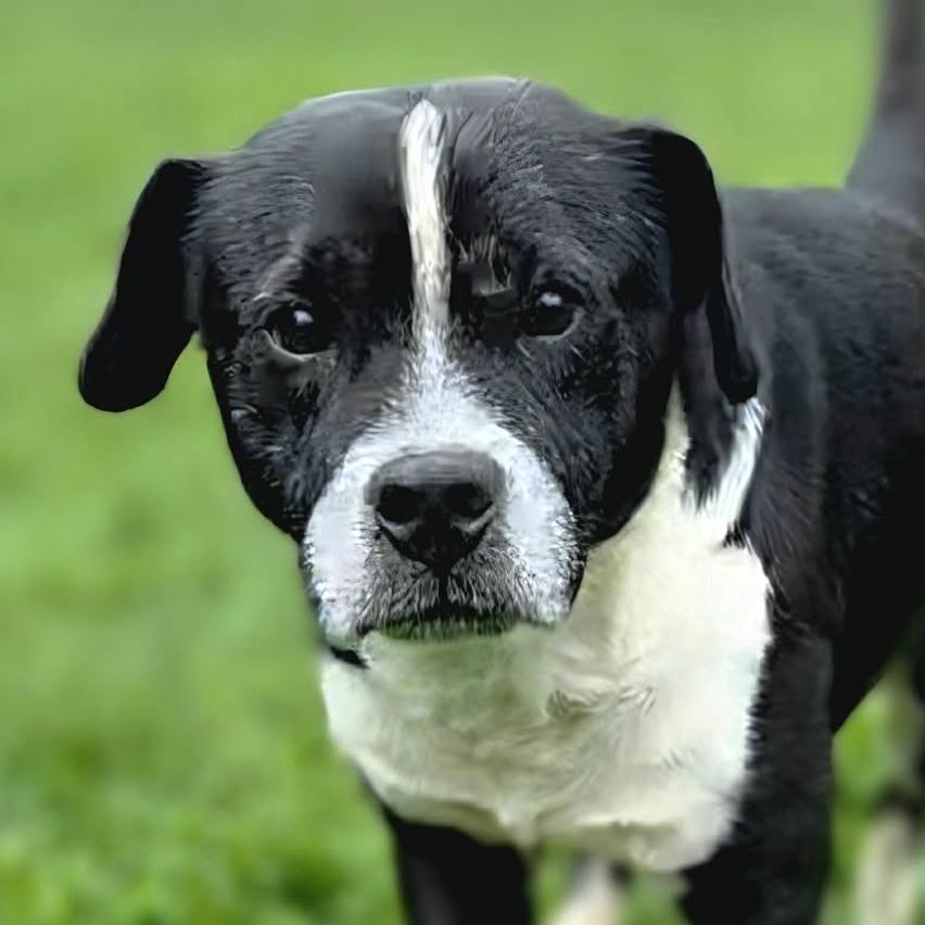 Enlarge Aldean- $90 Adoption Fee!, a Adoptable Mixed Breed in Cincinnati, OH image 4/4