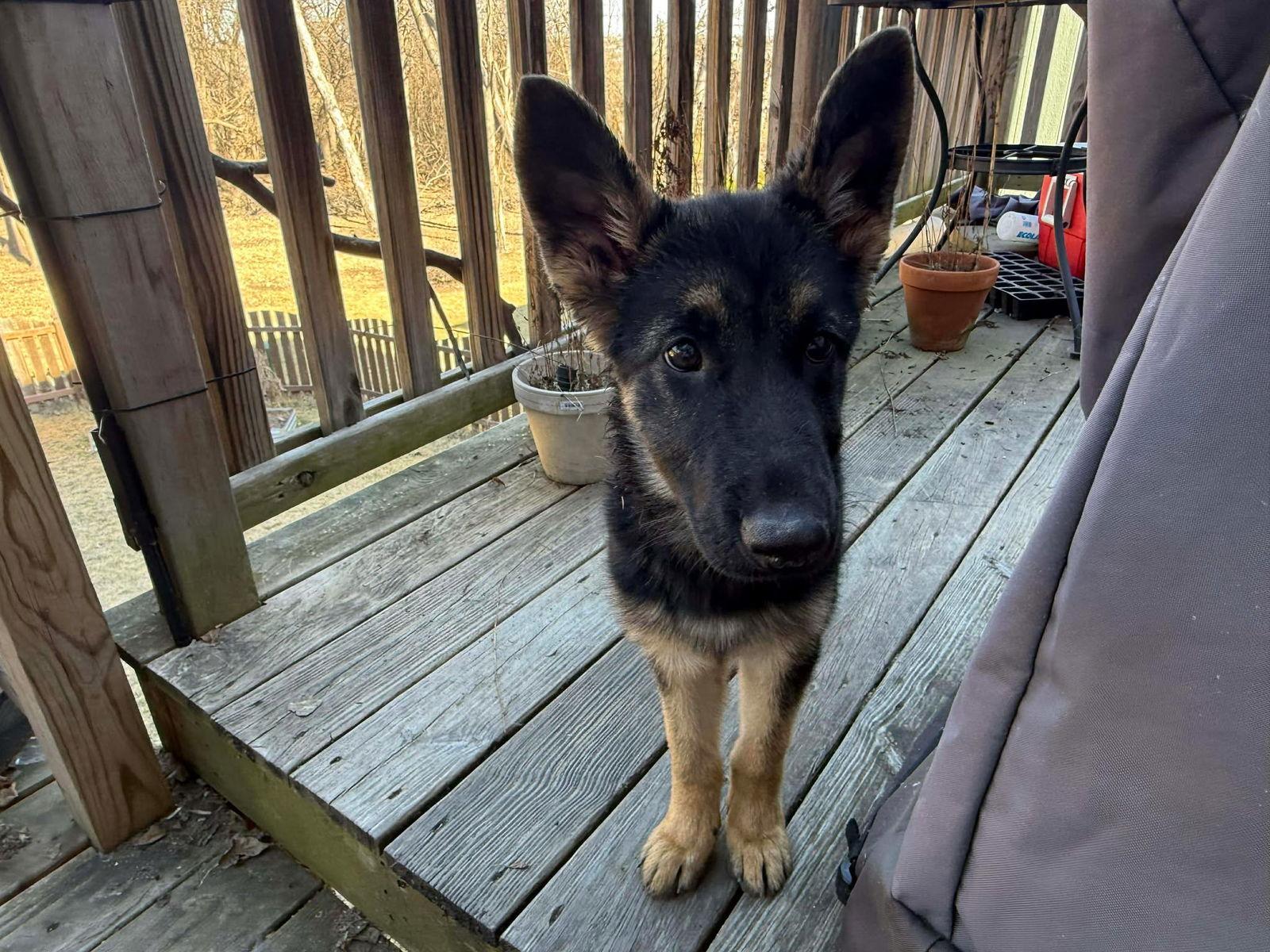 Enlarge Storm. Nka Maeve, a Adopted German Shepherd Dog in Gretna, NE image 1/3