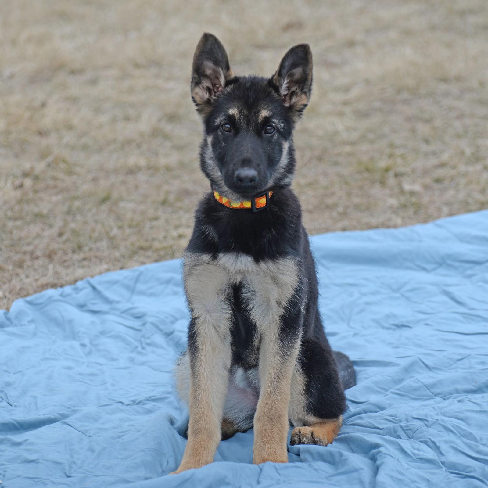 Enlarge Storm. Nka Maeve, a Adopted German Shepherd Dog in Gretna, NE image 2/3