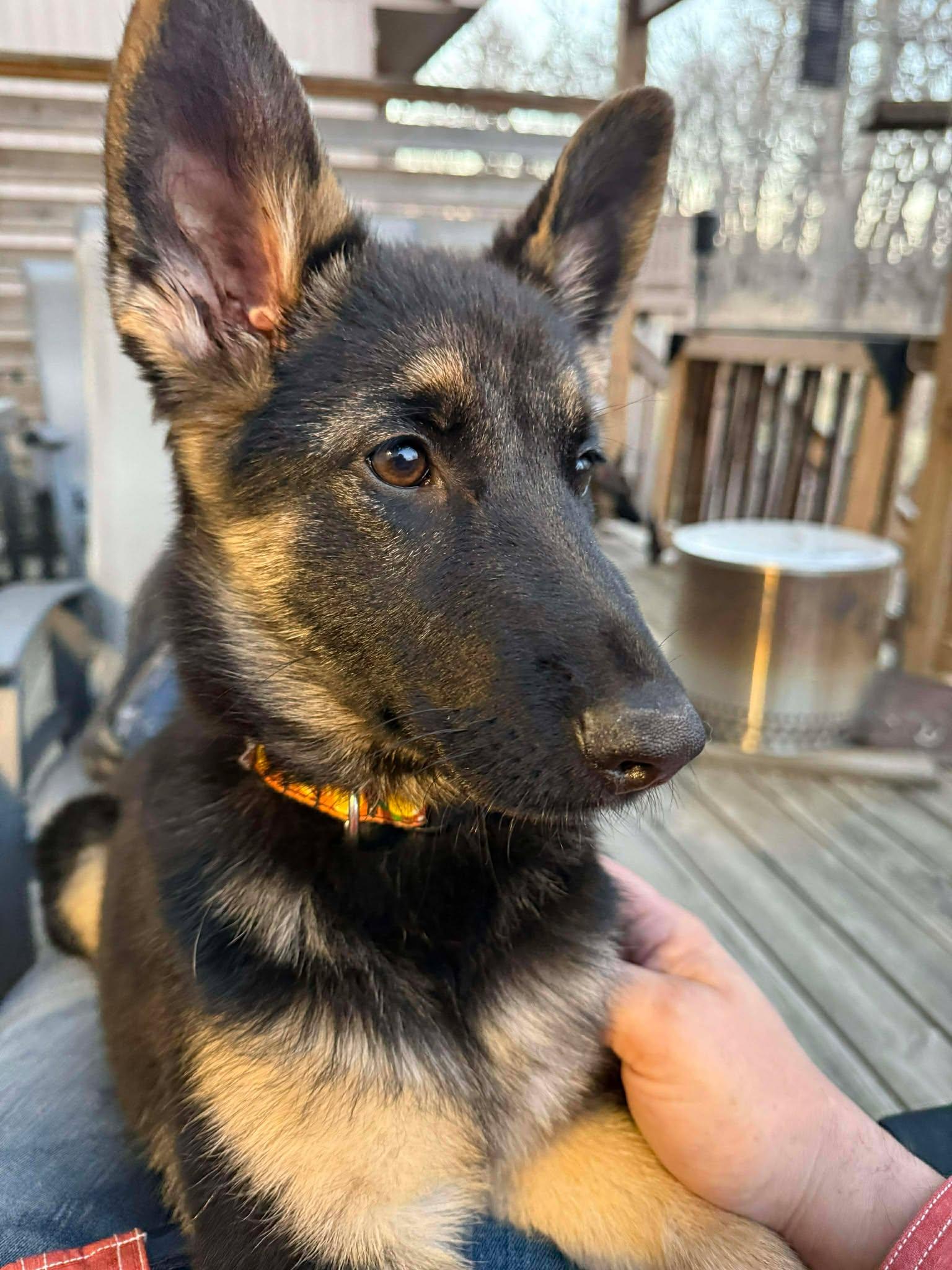 Enlarge Storm. Nka Maeve, a Adopted German Shepherd Dog in Gretna, NE image 3/3