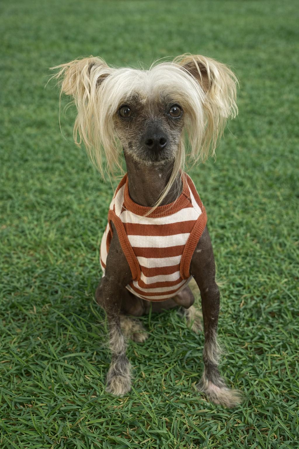 Enlarge Dawson, a Adoptable Chinese Crested Dog in Houston, TX image 2/4
